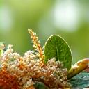 Closeup of various botanical ingredients and test tubes.